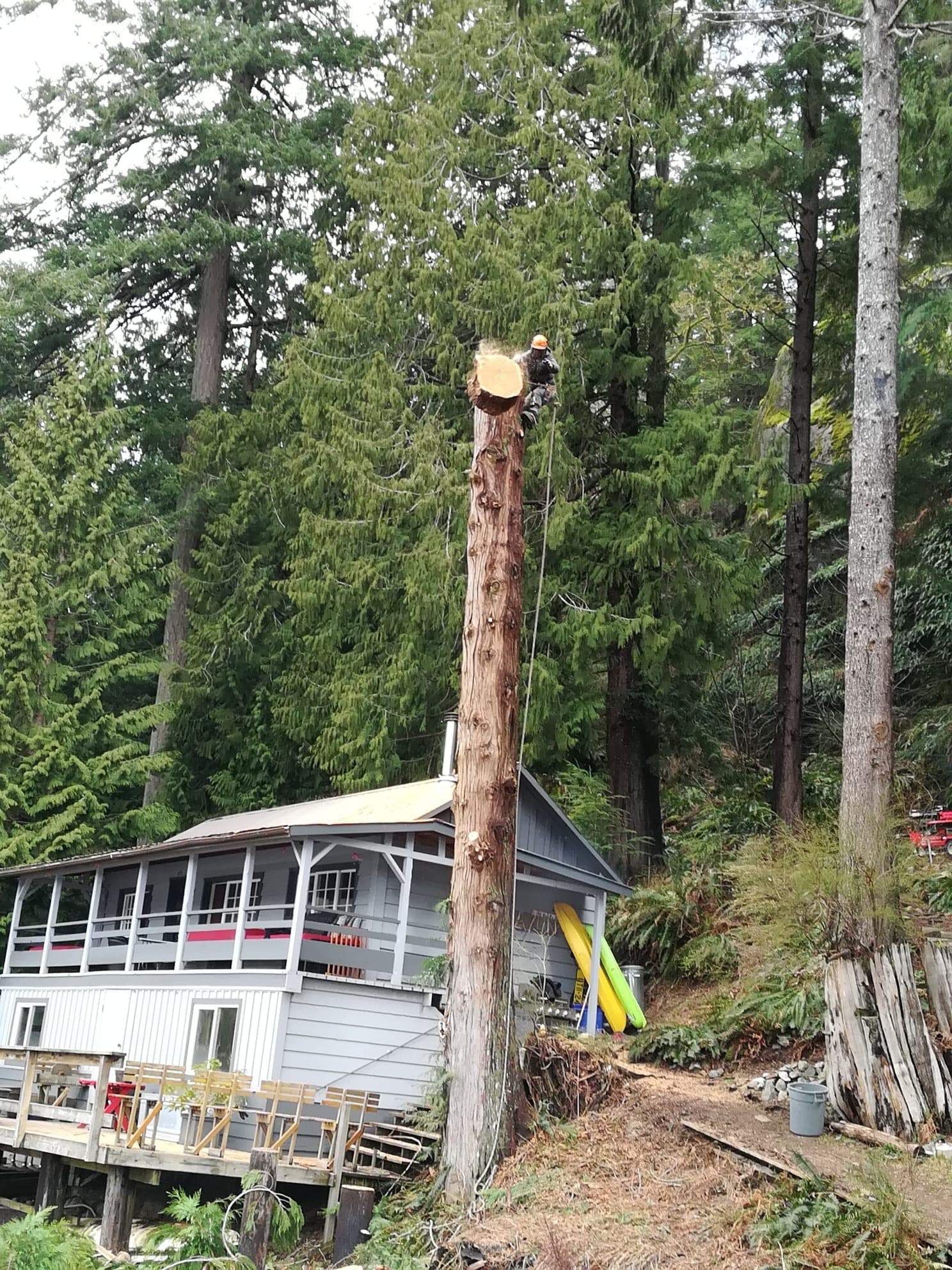 Tree services in North Vancouver — detail