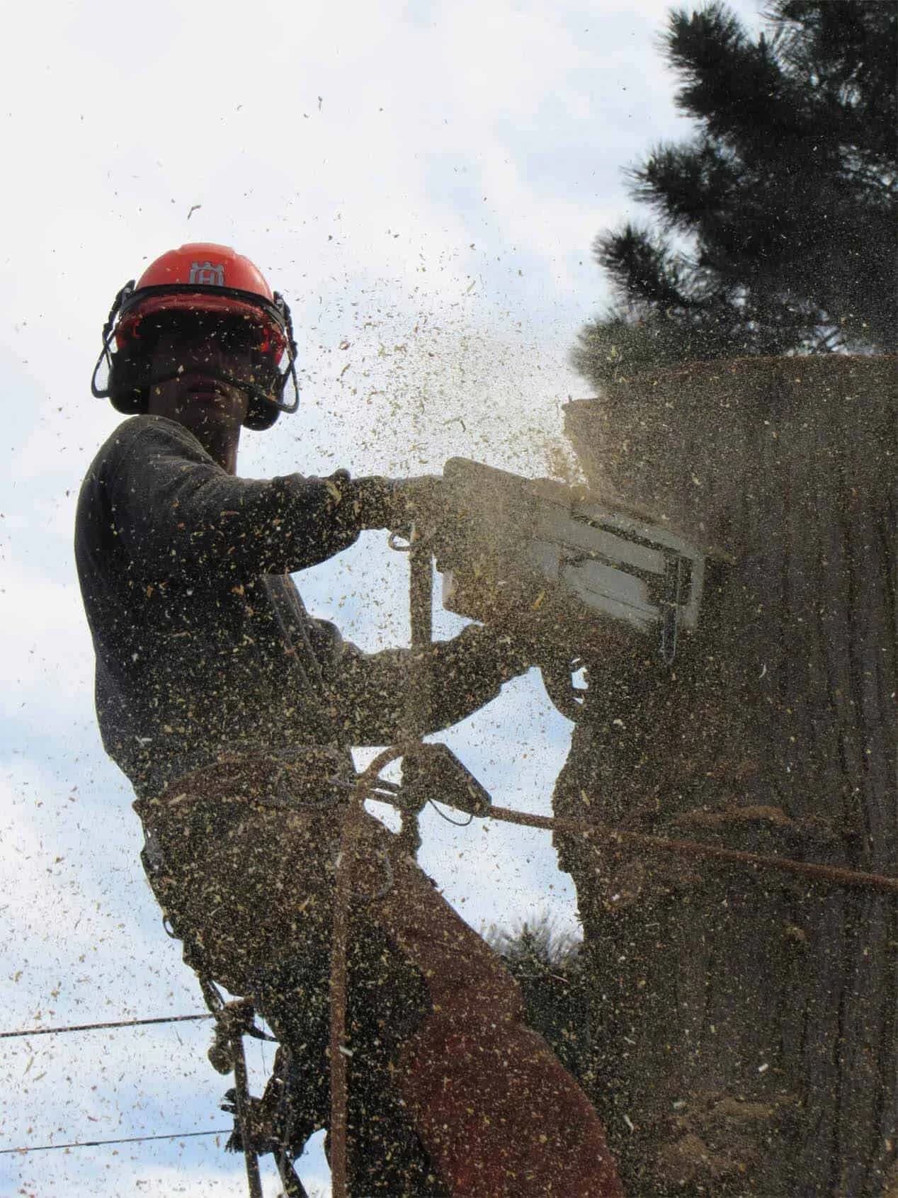 Tree services in Port Coquitlam — detail