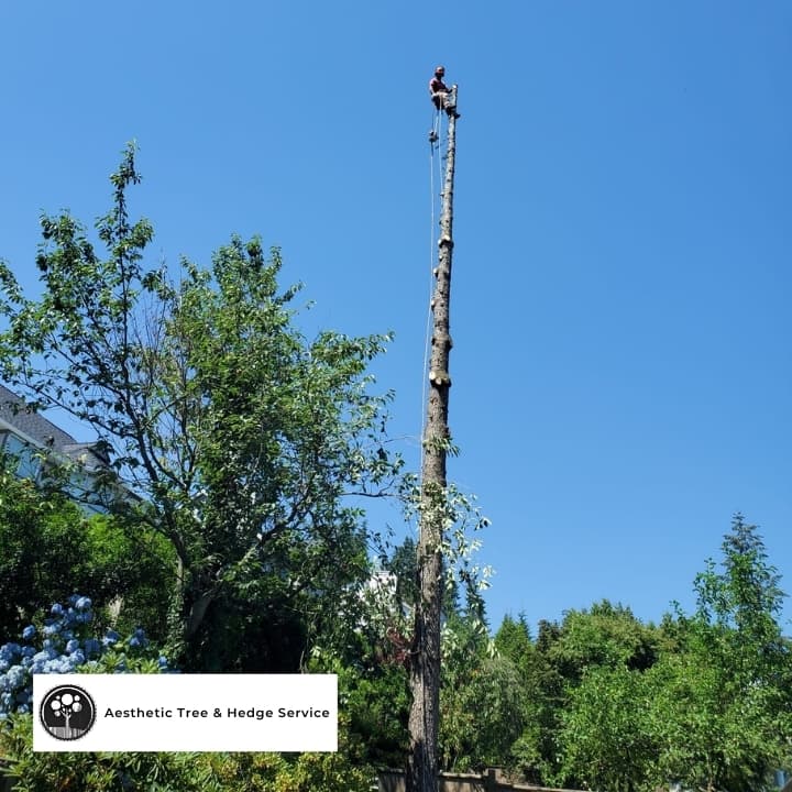 High-climb tree removal