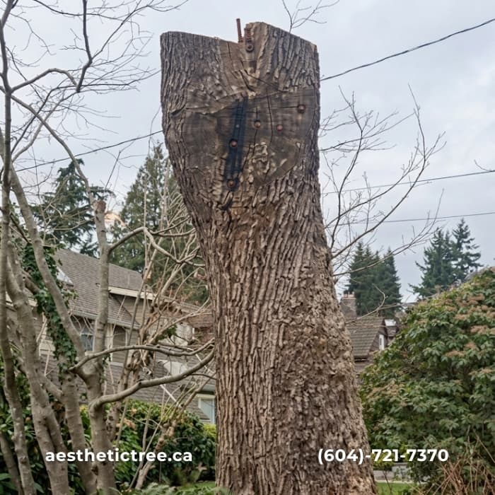 Stump removal residential