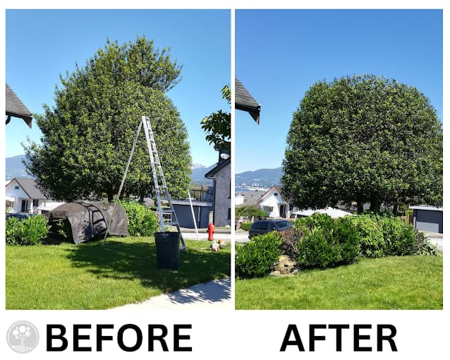 Professional hedge trimming before and after in Greater Vancouver