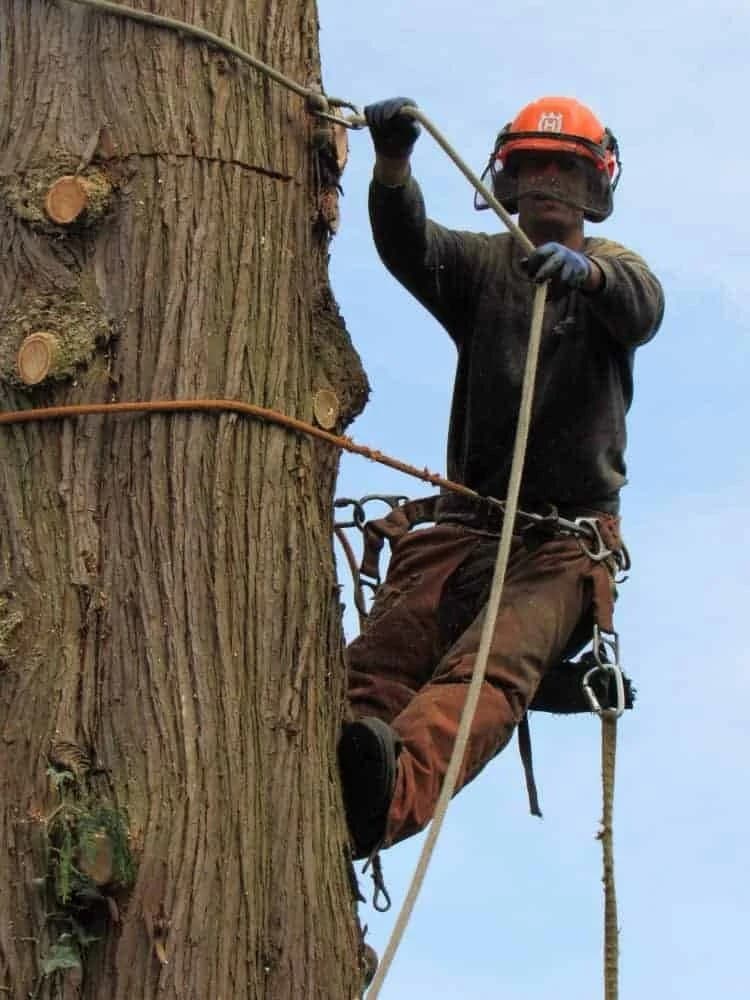 Completed tree care service with clean property in North Vancouver