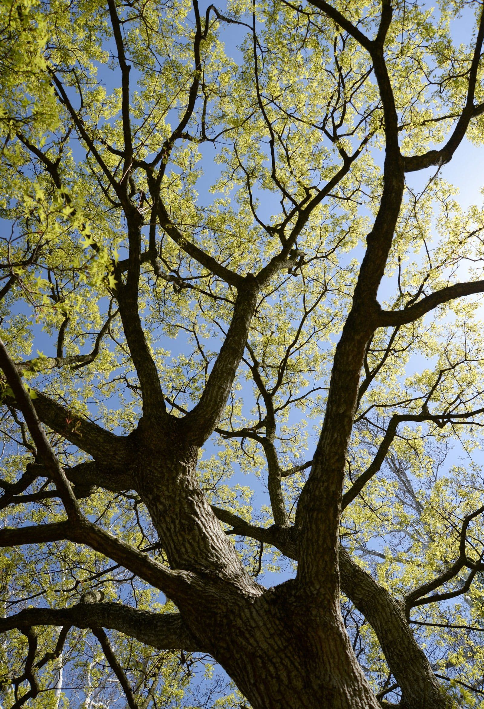 laura ockel lya C 2uQD4 unsplash