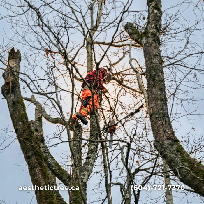 Arborist climbing high tree with orange safety gear in Coquitlam