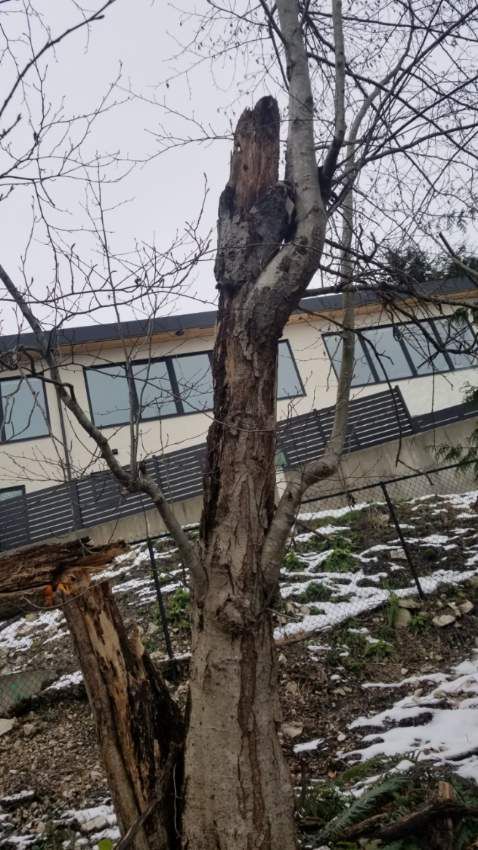 insurance claims and emergency tree damage documentation