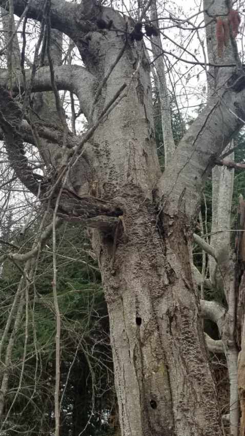 how much does an arborist report cost in vancouver?