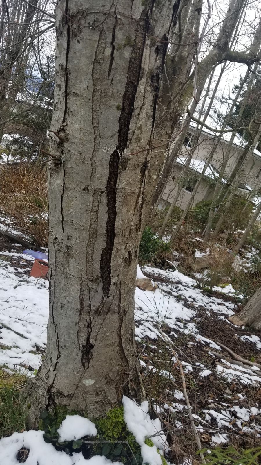 Root Barrier Installation in Vancouver
