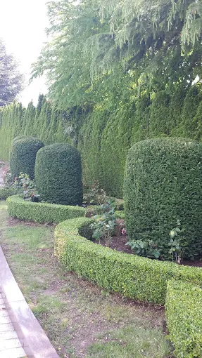 Professional hedge trimming services across Greater Vancouver