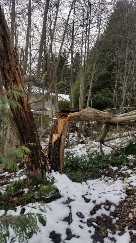 Professional tree service safety and equipment