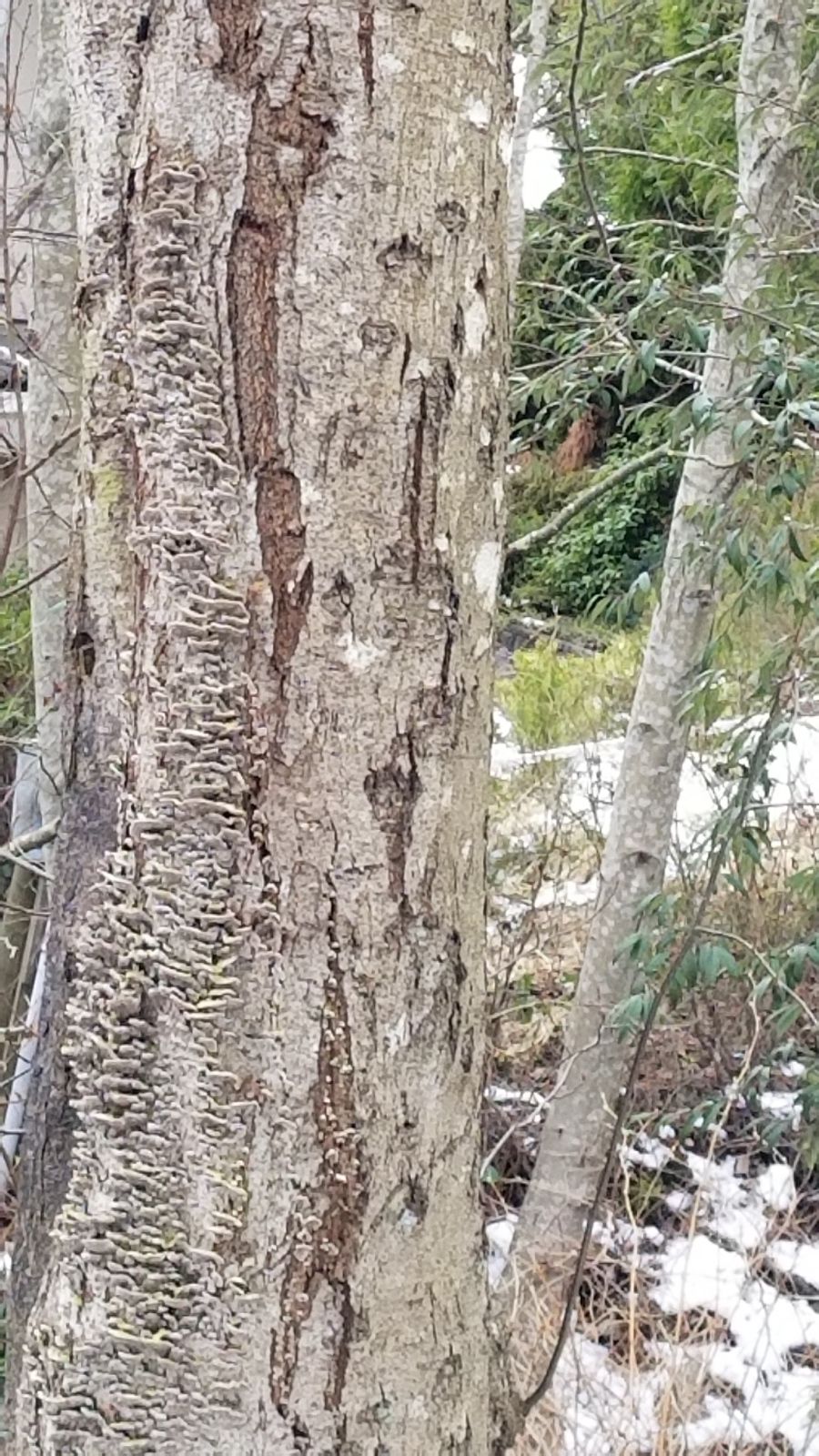 ISA-certified arborist reports and tree risk assessments