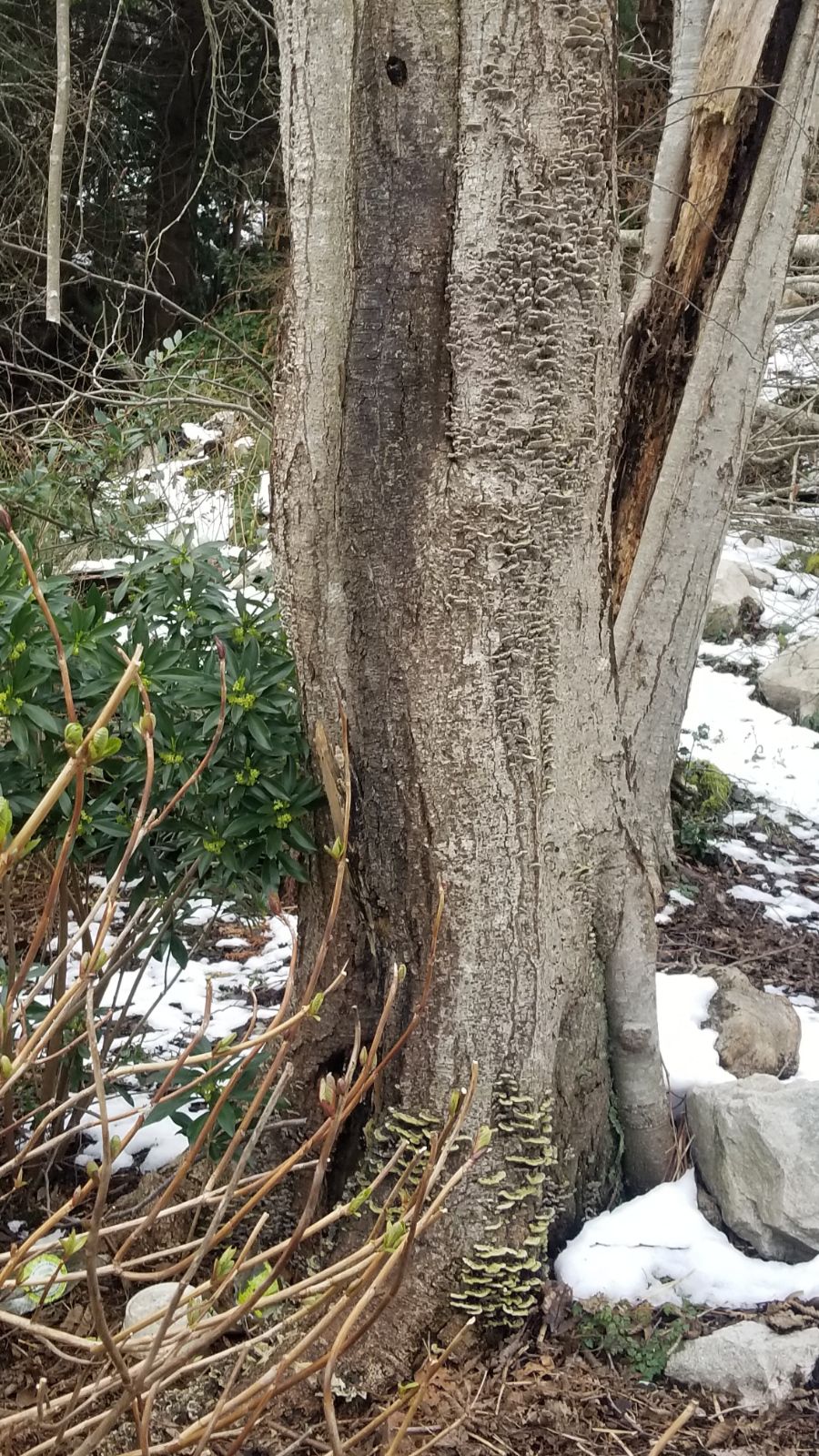 ISA-certified arborist performing tree care in Surrey