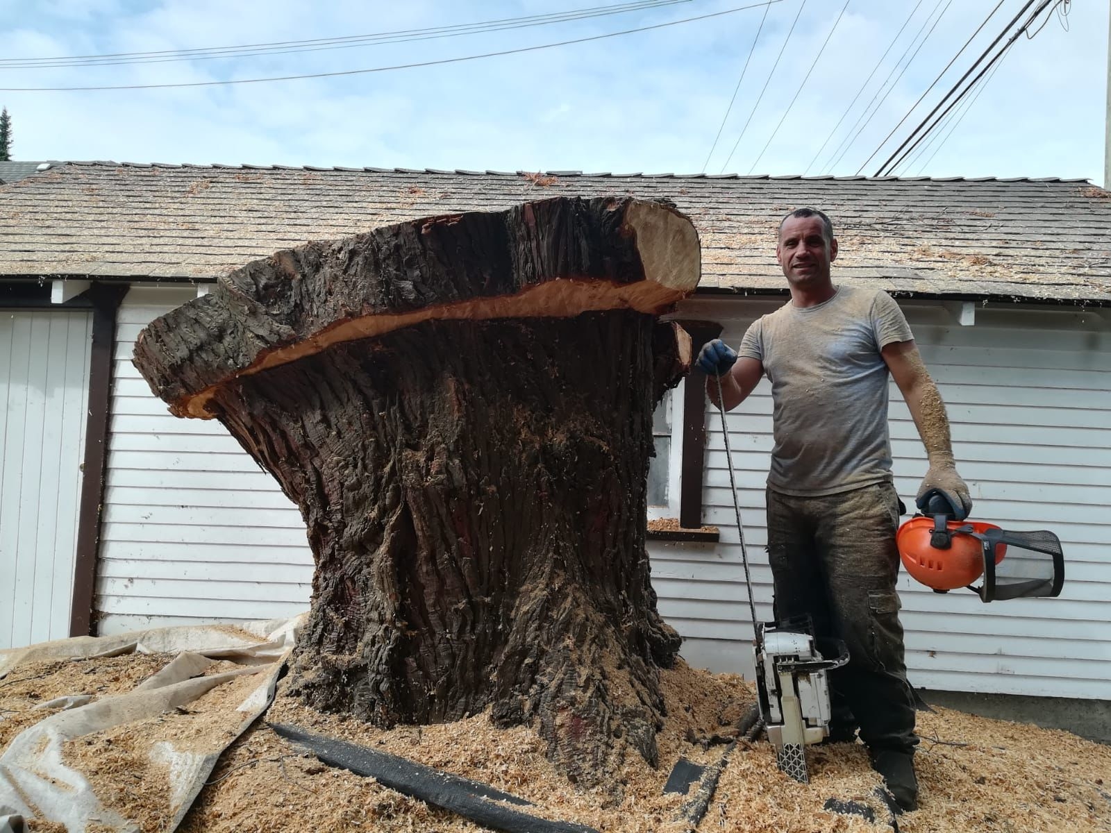 Professional stump grinding and removal in Vancouver