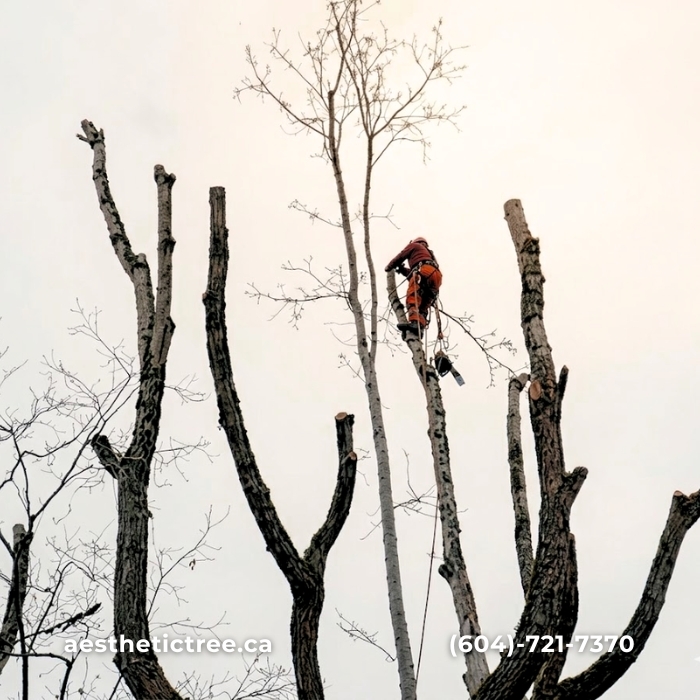 Aesthetic Tree crew performing crown reduction pruning in Burnaby
