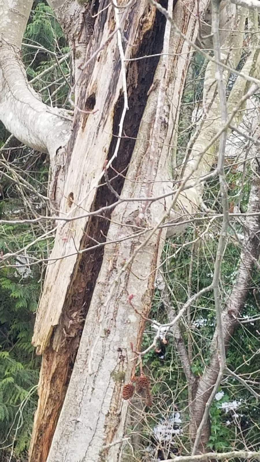 Split trunk showing signs of tree disease requiring arborist assessment in Vancouver