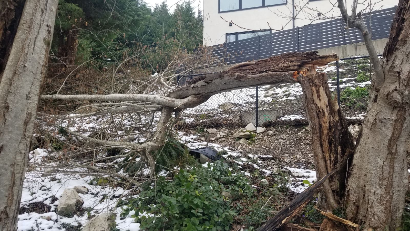 Emergency storm damage — fallen tree in winter requiring removal in Vancouver