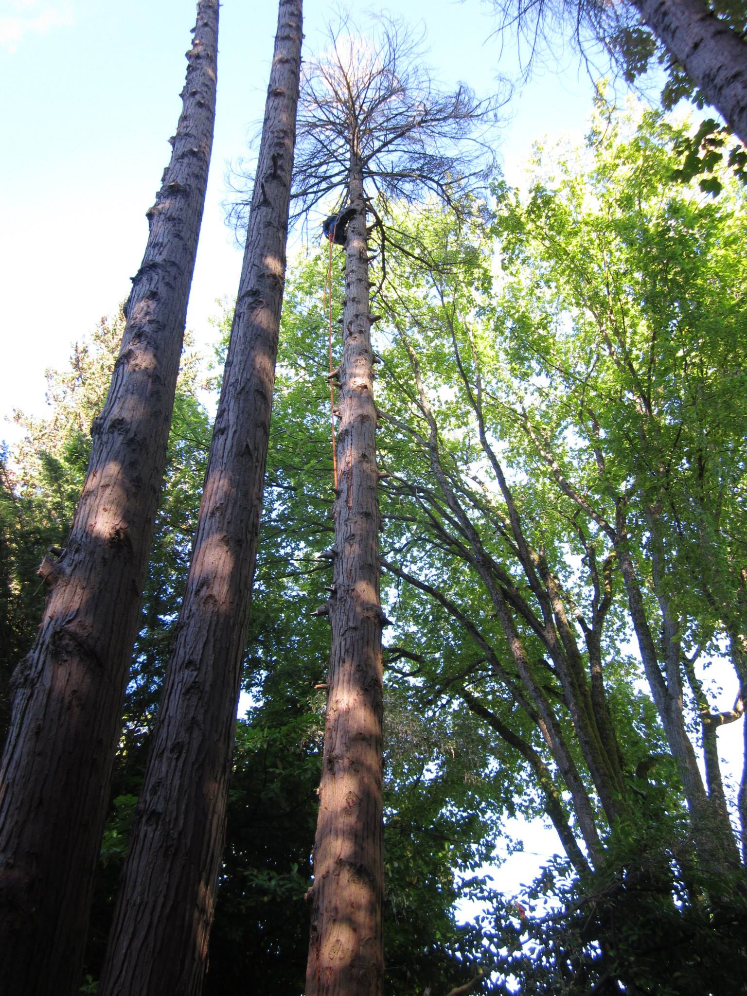 Tall dead snag trees requiring professional removal in Vancouver