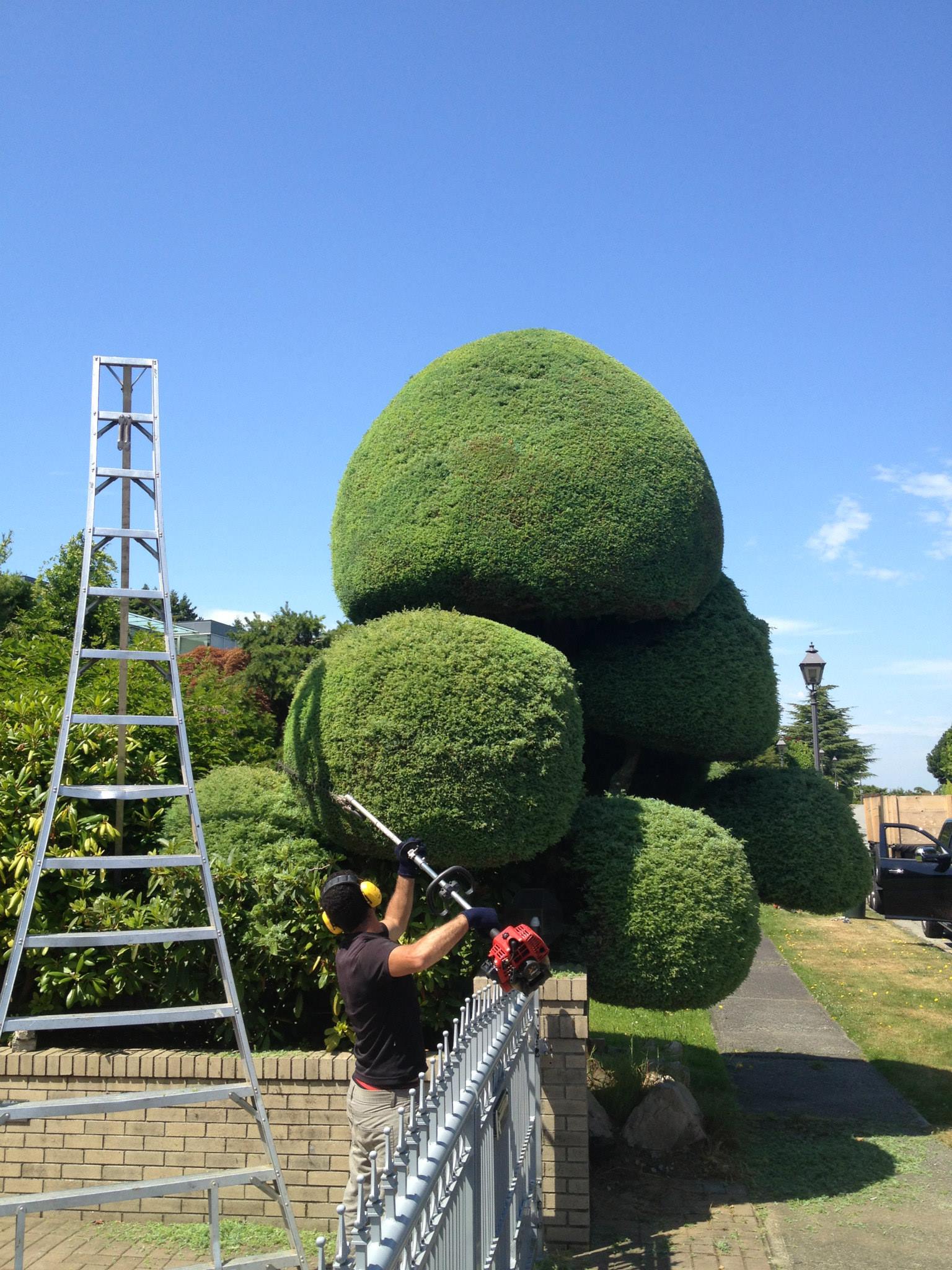 Expert topiary hedge trimming and precision shaping in Richmond