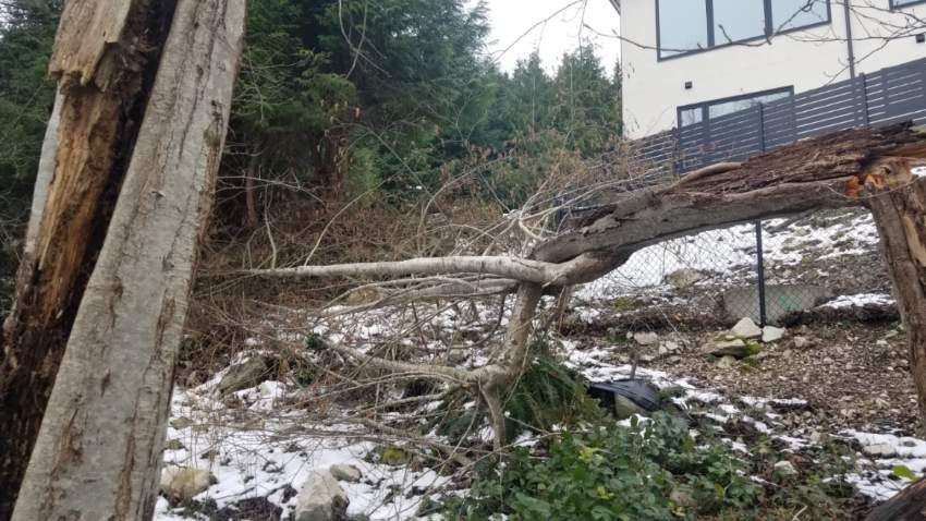 Contact Aesthetic Tree & Hedge Services — ISA-certified arborists in Vancouver