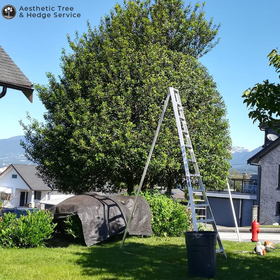 Tree pruning with ladder and Vancouver mountain views in background