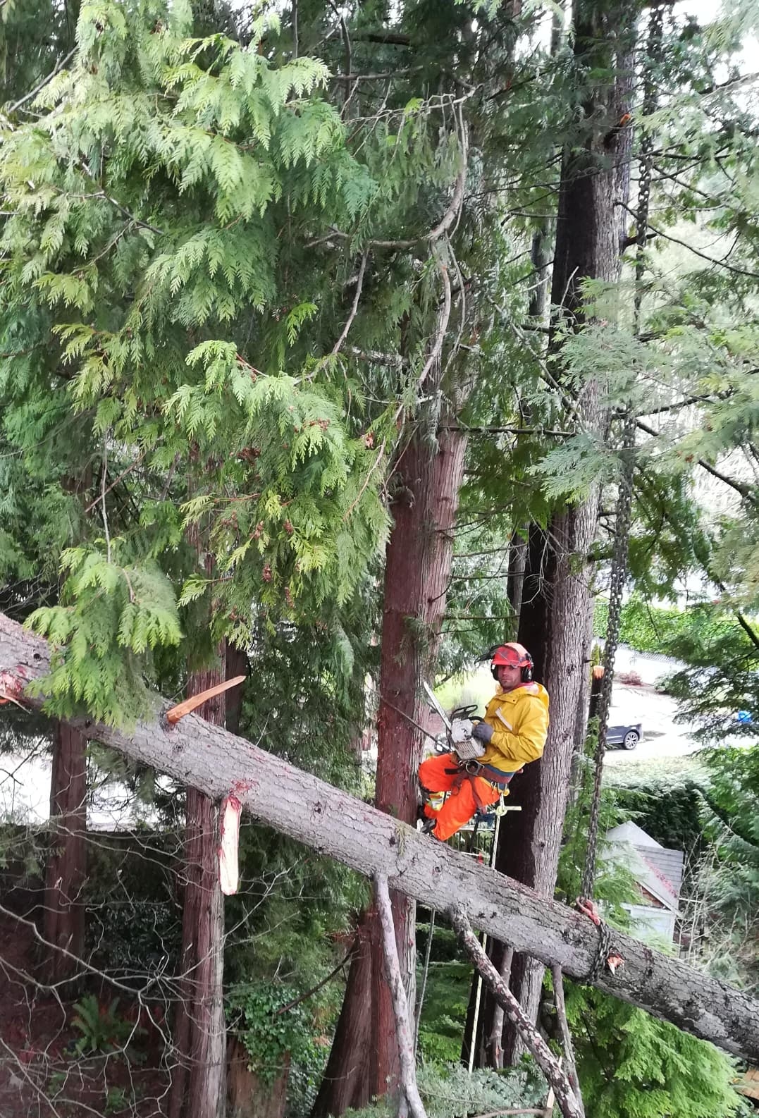 Professional arborist performing expert tree trimming in Vancouver with safety gear
