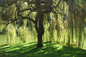 Weeping Willows in Langley