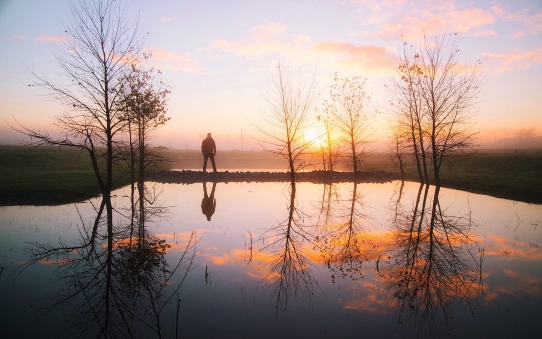 Life after Death in Surrey: A Tree’s Purpose