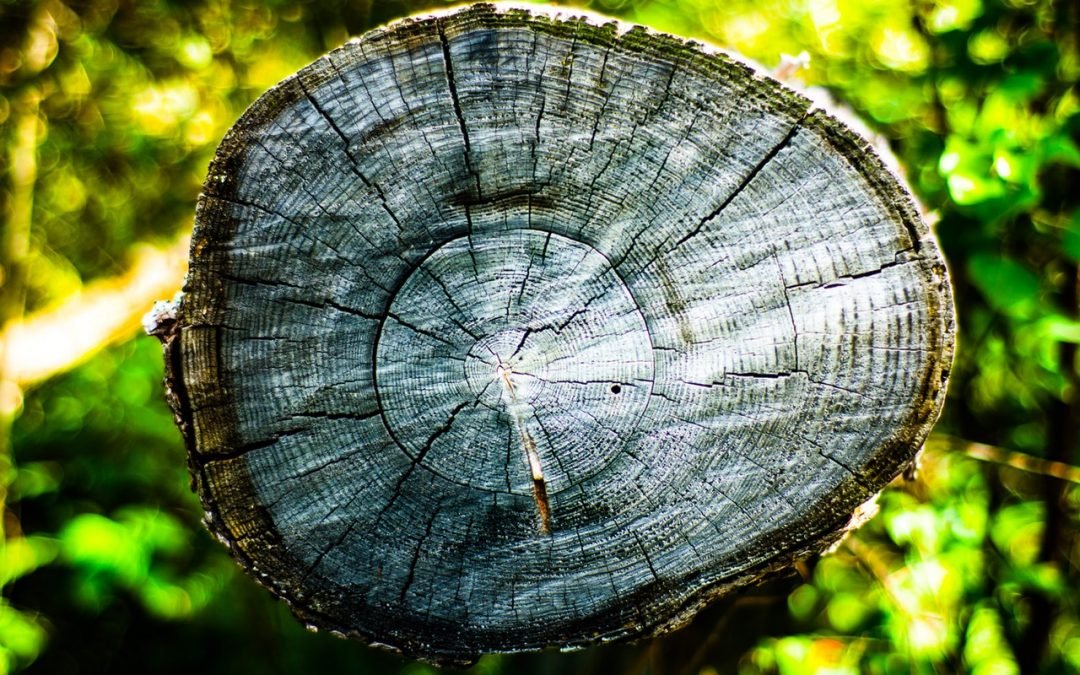 One Trees Stump Is another Man’s Garden in Maple Ridge