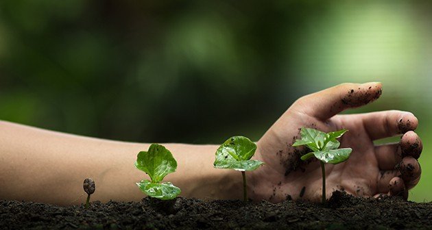plant health care