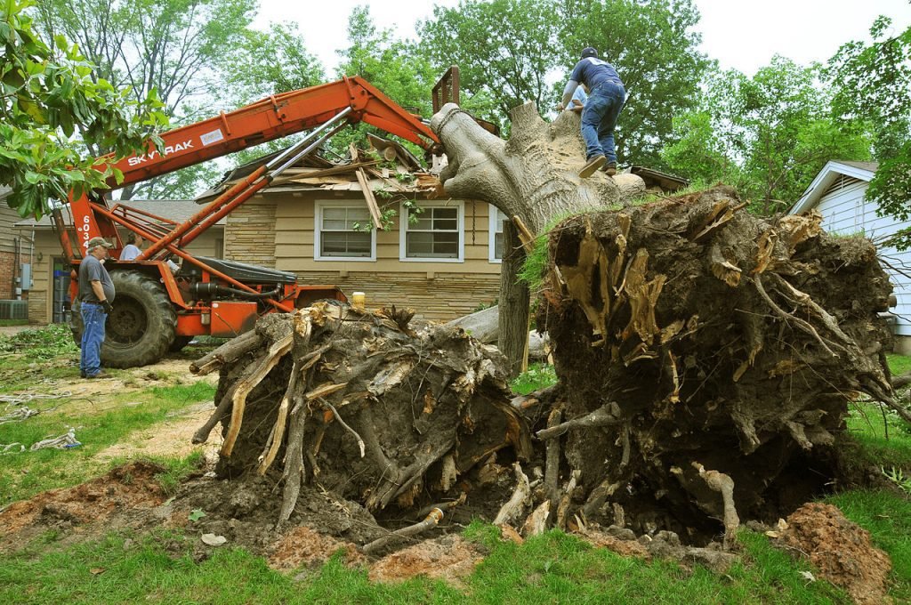 1280px FEMA 44294 Damaged Tree removal in Oklahoma