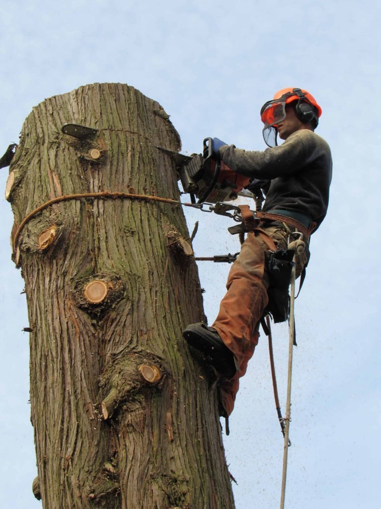 tree cutting vancouver scaled