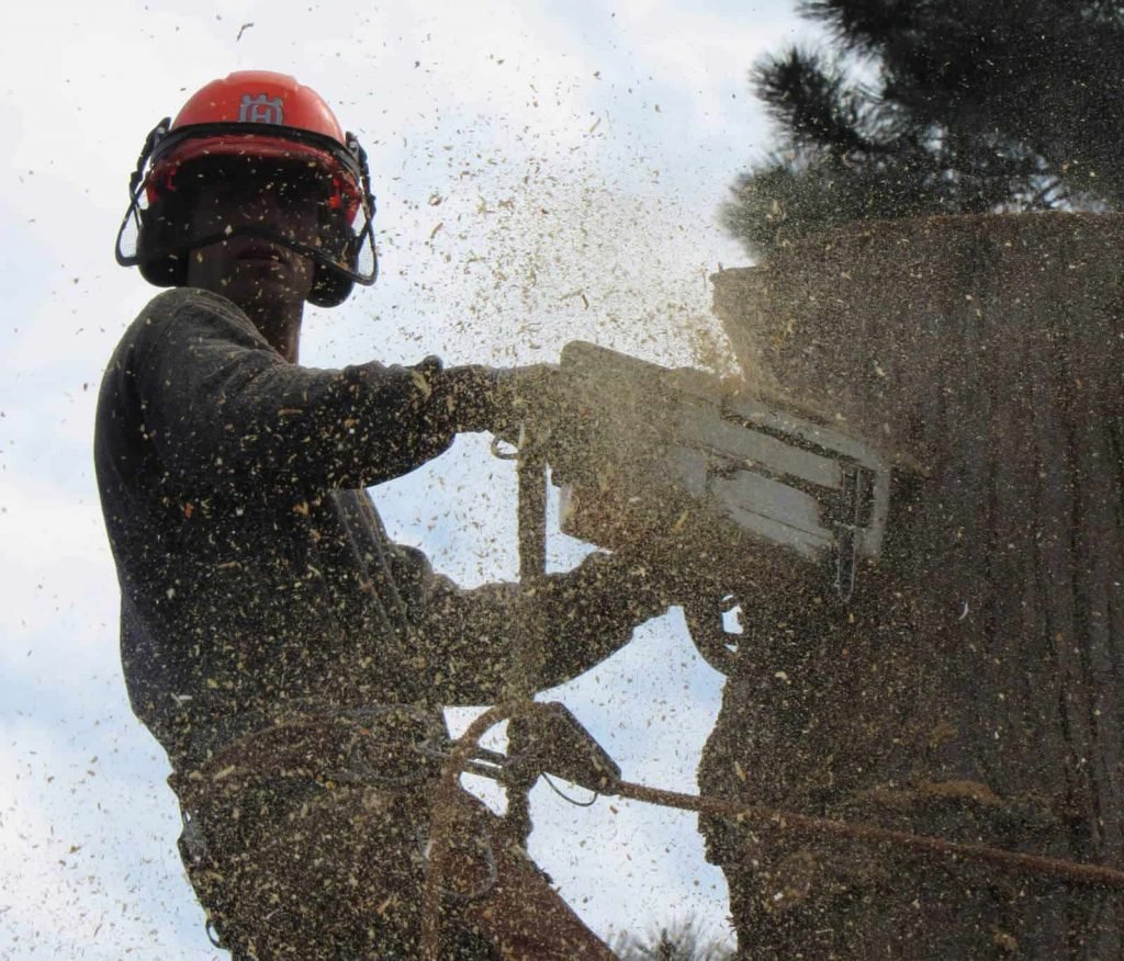 tree services 2