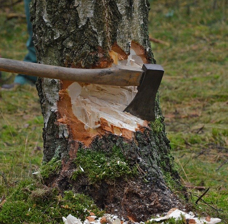 cut tree 1716671 960 720