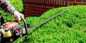 vancouver tree service | aesthetic tree