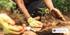 vancouver arborist tree planting