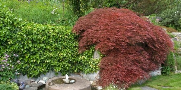 japanese maple pruning with arborist vancouver