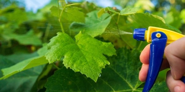 arborist vancouver tree care