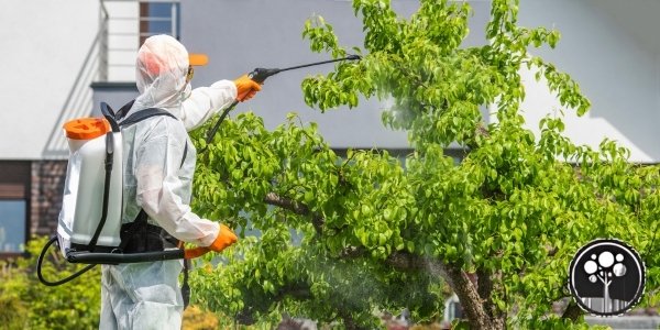 arborist vancouverr tree care service