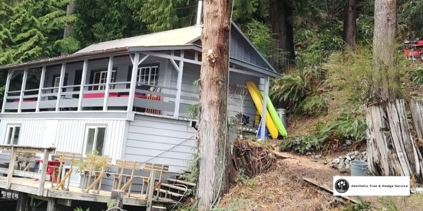 Which Plants and Shrubs Are Ideal for Landscaping Beginners arborist vancouver guide