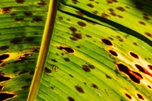 anthracnose fungal disease